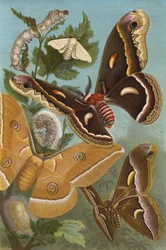 Silkworm